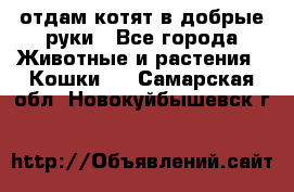 отдам котят в добрые руки - Все города Животные и растения » Кошки   . Самарская обл.,Новокуйбышевск г.